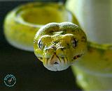 Green Tree Snake 9Y195D-033